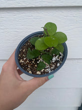 Hoya Mathilde