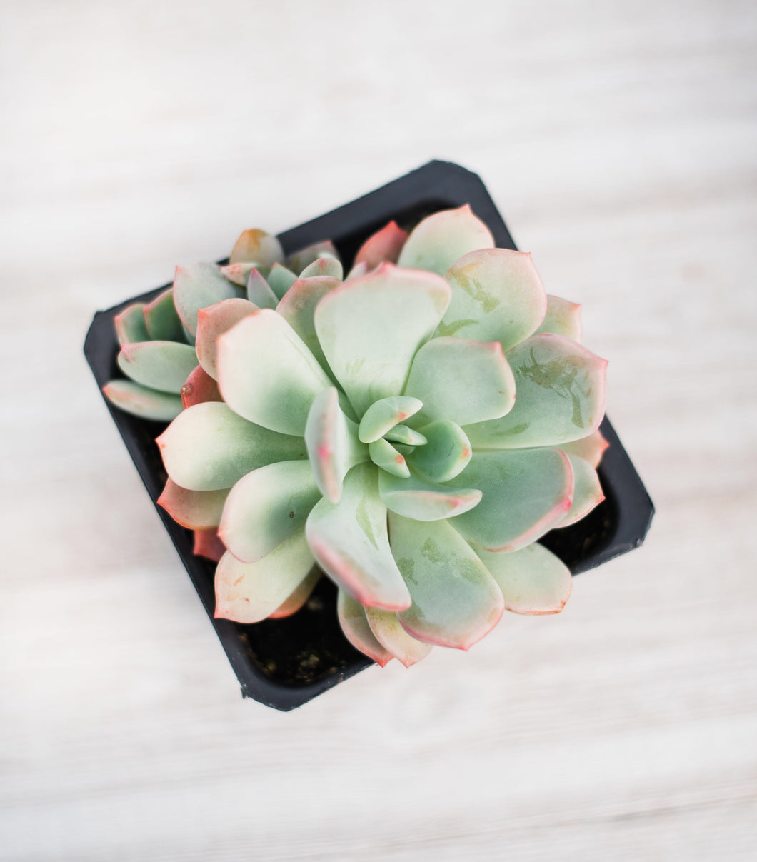 prolifica succulent Echeveria Prolifica – In Succulent Love