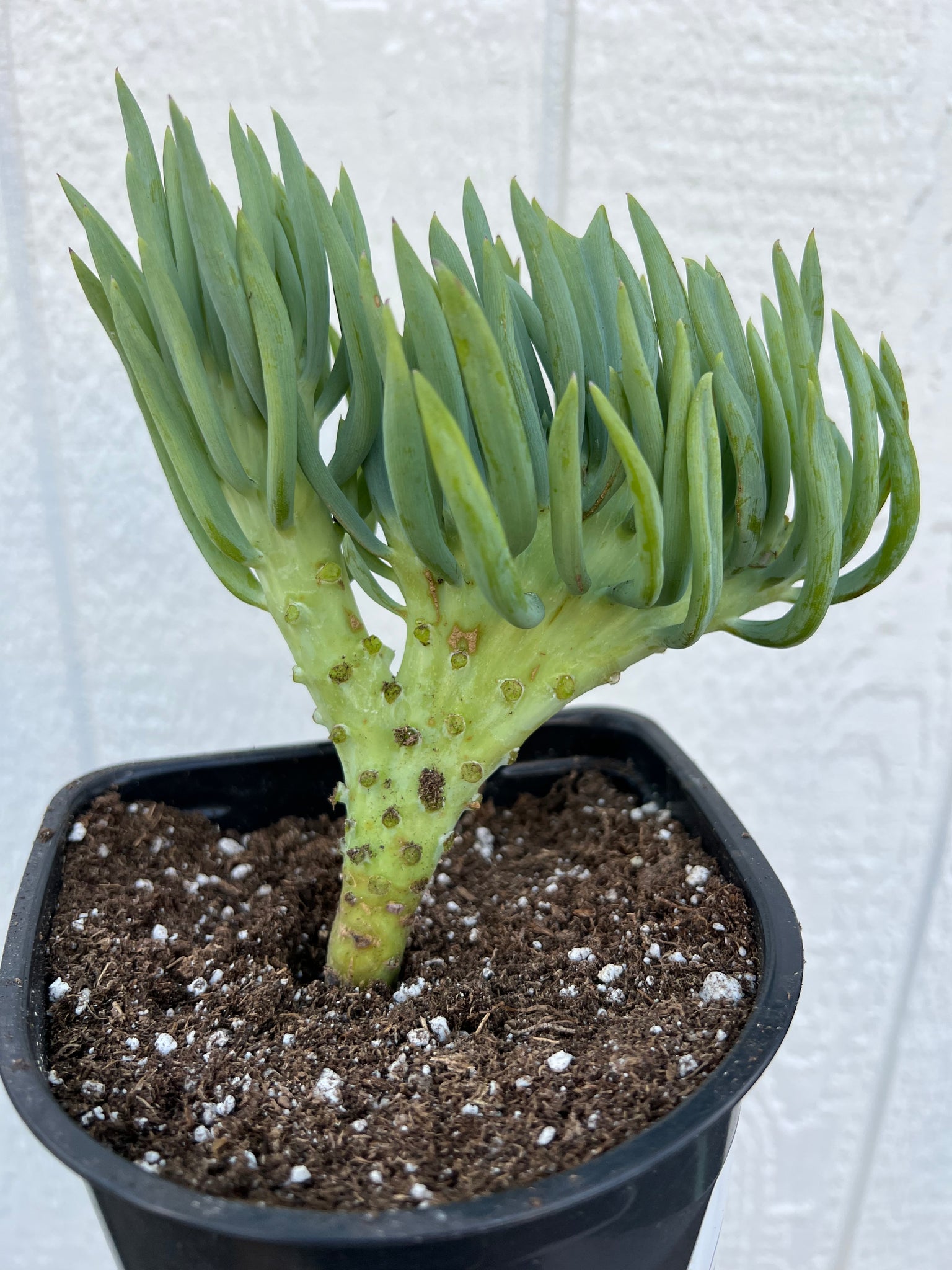 crested senecio vitalis succulent Mermaid Tail