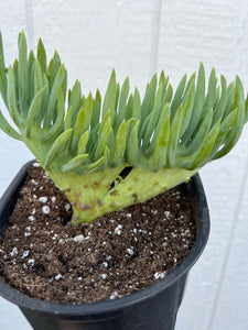 Mermaid Tail - E ( Crested Senecio Vitalis )