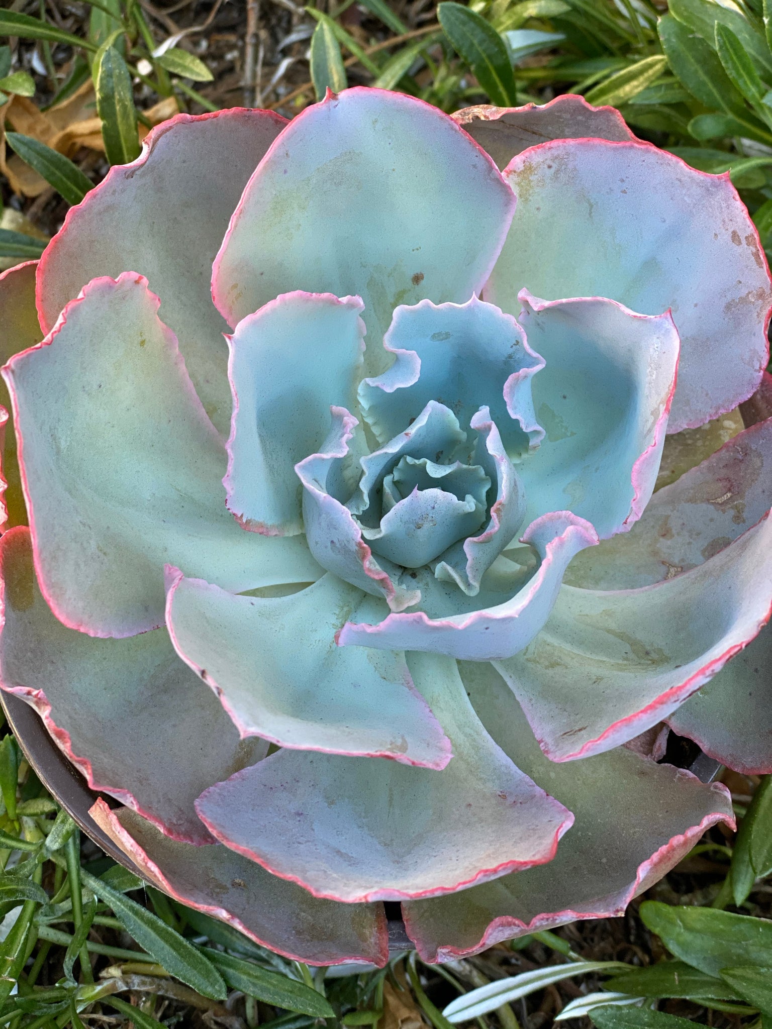 which succulents are patented Echeveria Sahara (Patent #USPP27514P3) – In Succulent Love