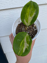 Hoya Obovata Variegated
