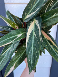 Stromanthe Magic Star Calathea