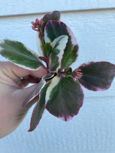 Kalanchoe Blossfeldiana Variegata