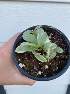 Dischidia Oiantha Variegated ( Silver Falls )