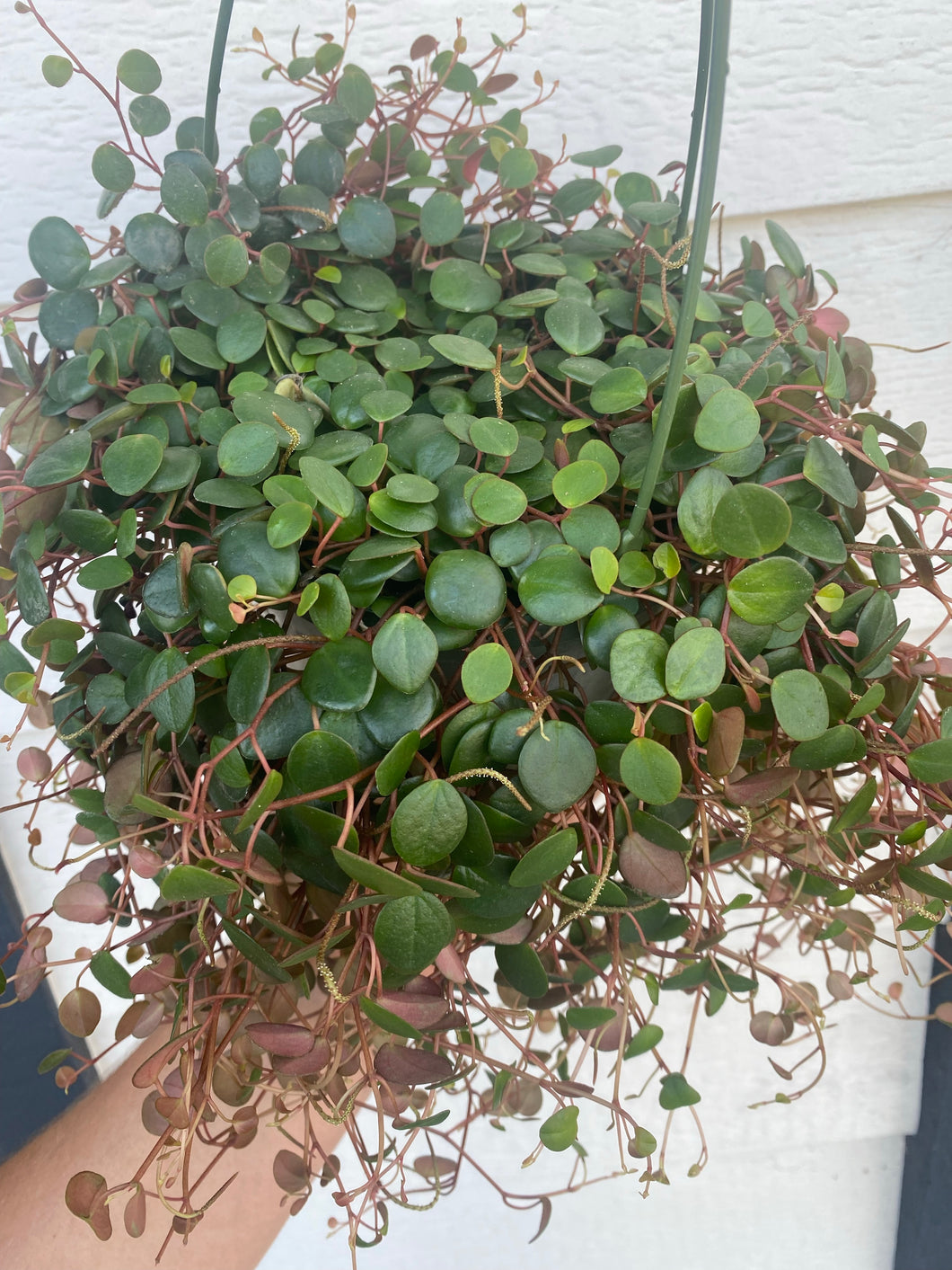 Peperomia Peperspot