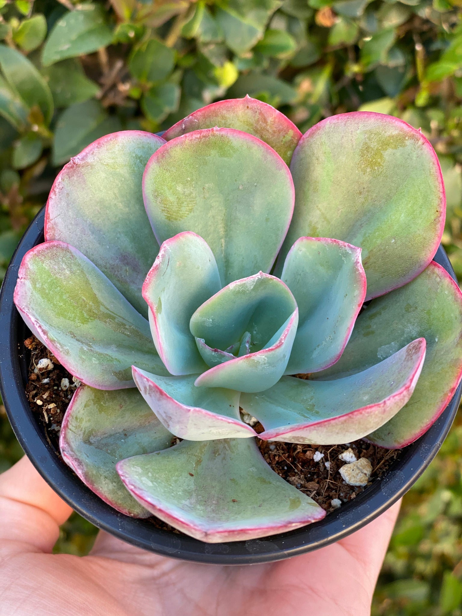 giant cutix succulent Echeveria Pelusida Gigantea – In Succulent Love