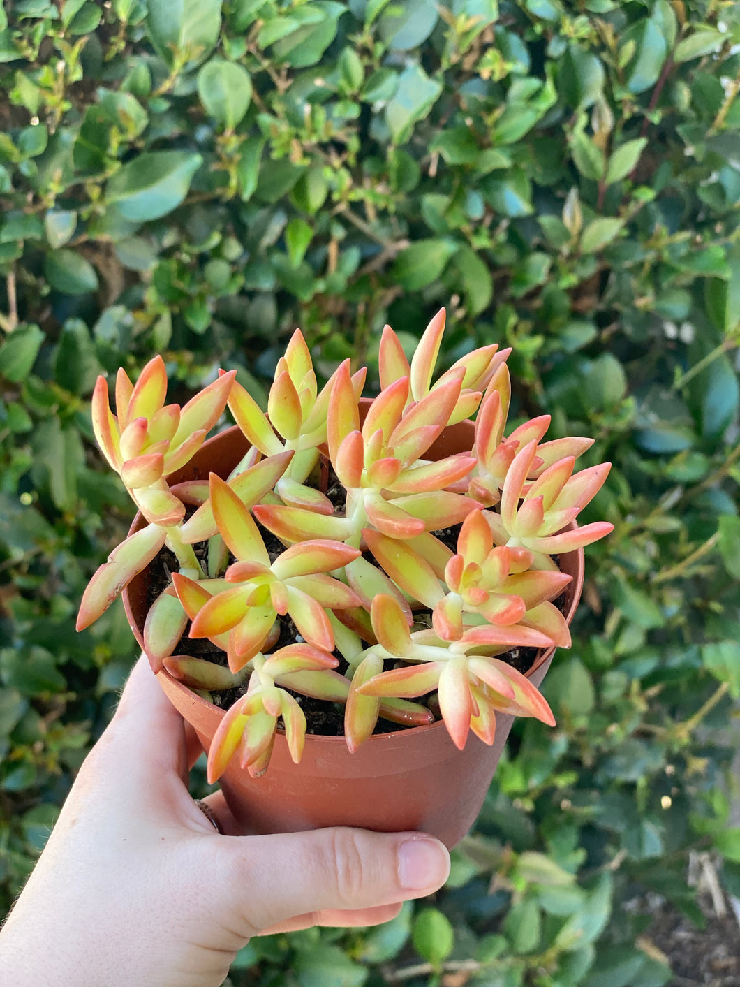 orange succulent plant Sedum Orange