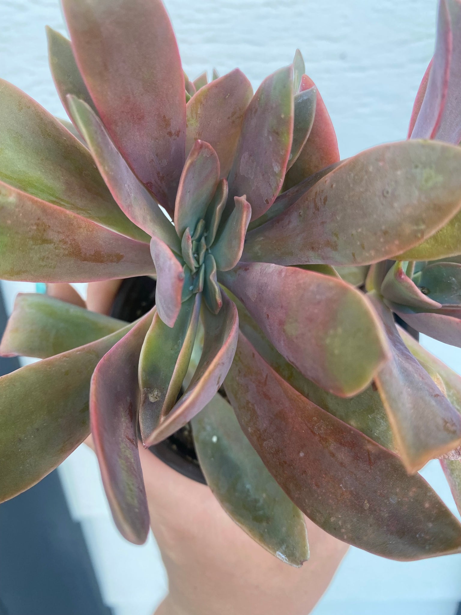st ives succulent Crested Graptoveria Fred Ives – In Succulent Love