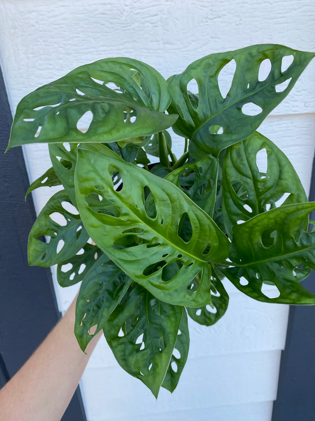 monstera adansonii sunlight Monstera Adansonii