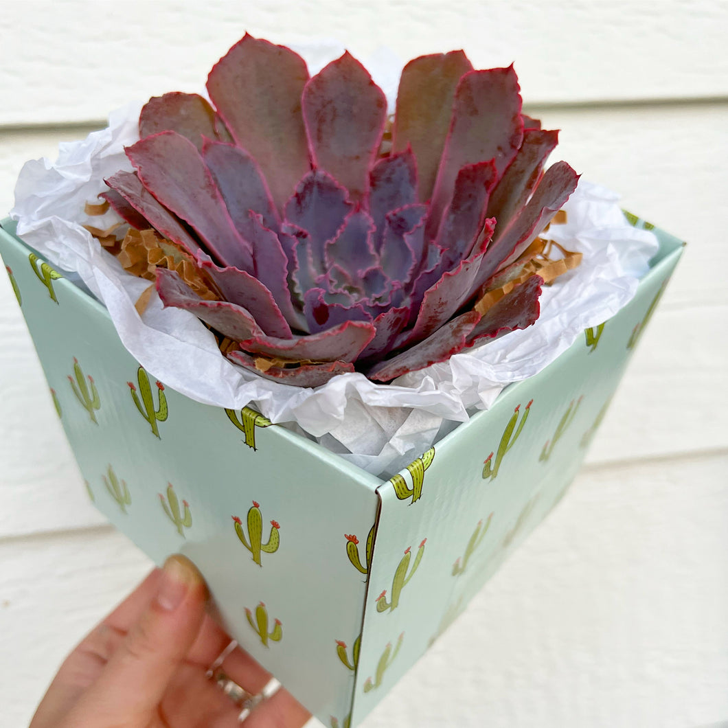 Single Succulent GiftBox (4in)