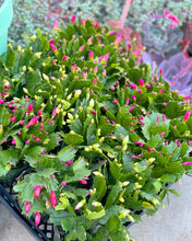 Winter Christmas Cactus (Currently Not Blooming)