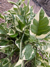 Pothos Pearls & Jade