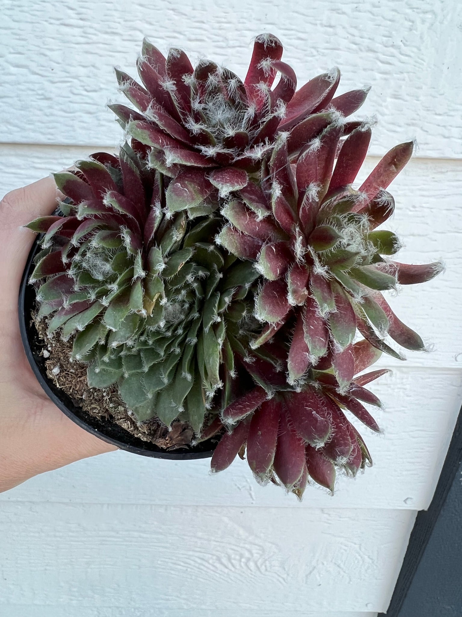 jade rose succulent Sempervivum Jade Rose