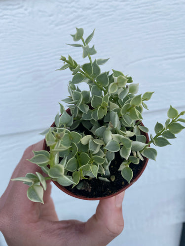 Dischidia Variegated Million Hearts (Dischidia ruscifolia variegata)