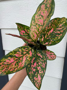 aglaonema chinese evergreen hot pink valentine wishes Pink Lady Valentine' Chinese Evergreen Aglaonema – In Succulent Love