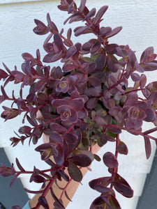 Sedum Raspberry Truffle