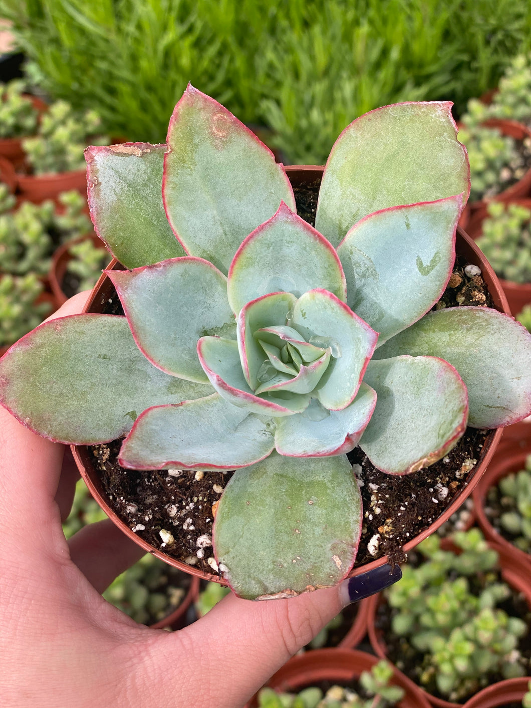 love's fire succulent Echeveria Fire & Ice – In Succulent Love