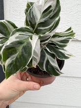 Calathea White Fusion