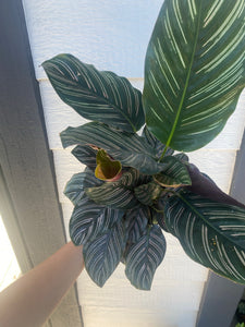 Calathea Ornata Pinstripe