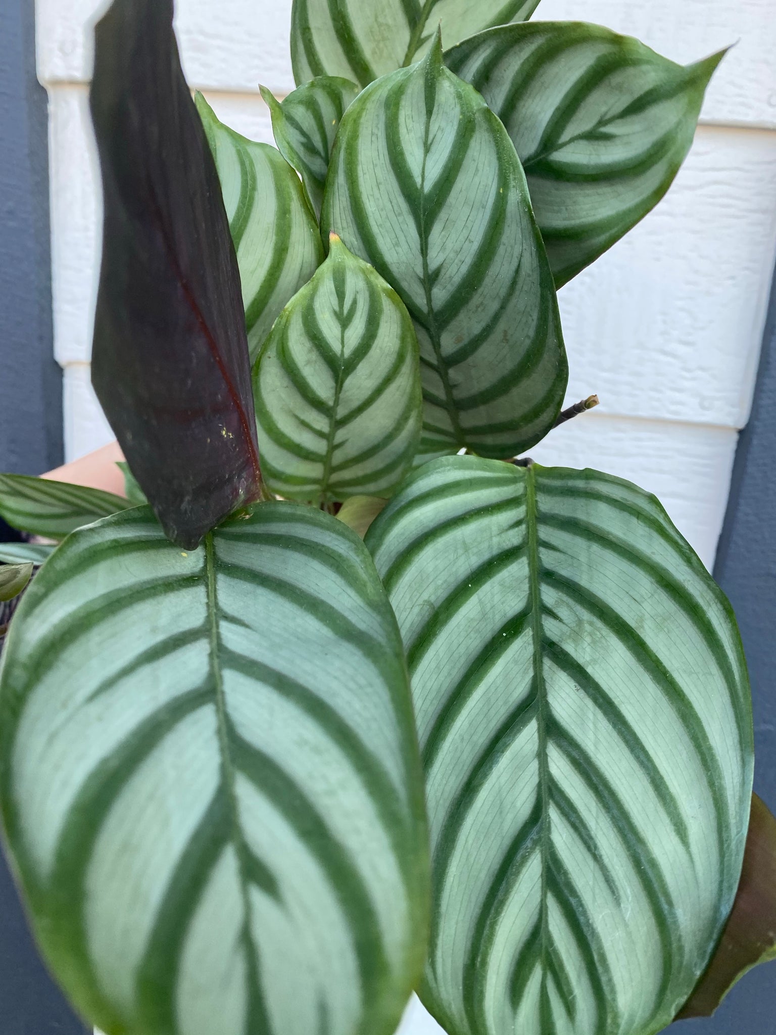 calathea grey star Calathea Setosa Gray Star – In Succulent Love