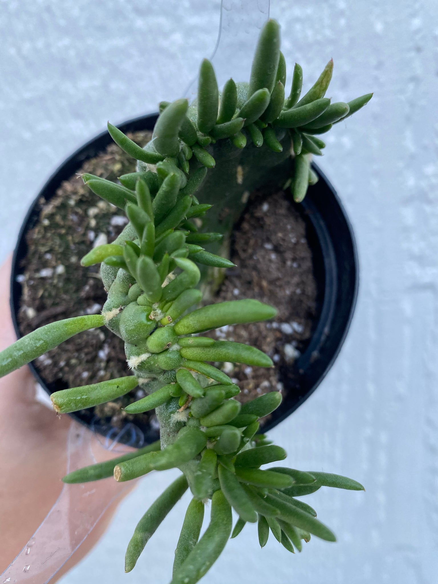 needle succulent plant Crested Eve's Needle Cactus – In Succulent Love