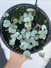 Silver Glory String of Hearts ( Ceropegia Woodii )