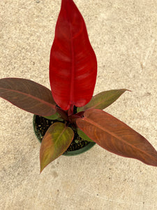 philodendron weeks red hybrid Philodendron 'Sun Red' – In Succulent Love