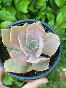 Echeveria Lolita