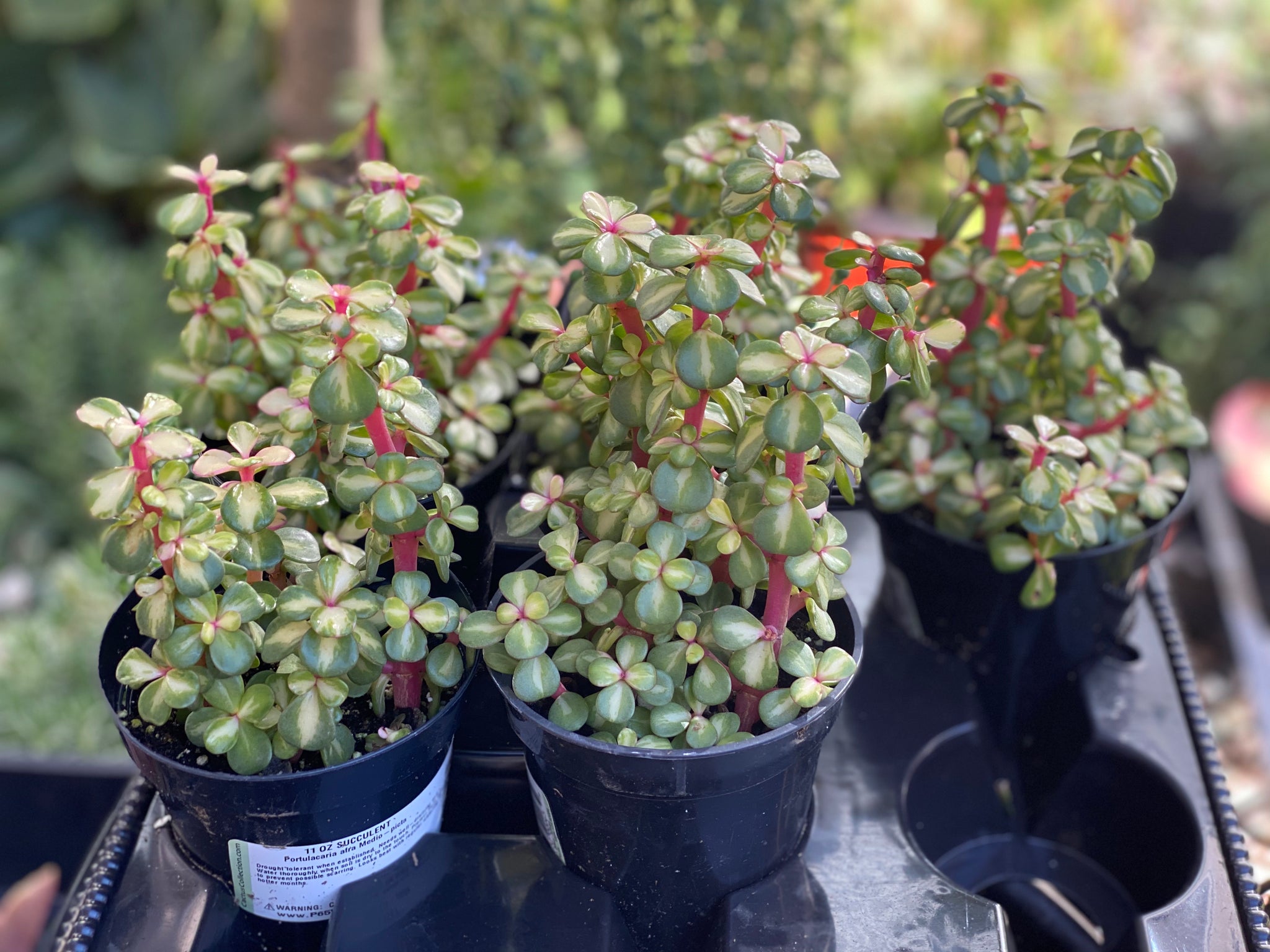 medio picta portulacaria afra Portulacaria Afra. Medio-Picta (Rainbow Elephant Bush / Kaleidoscope) – In Succulent Love