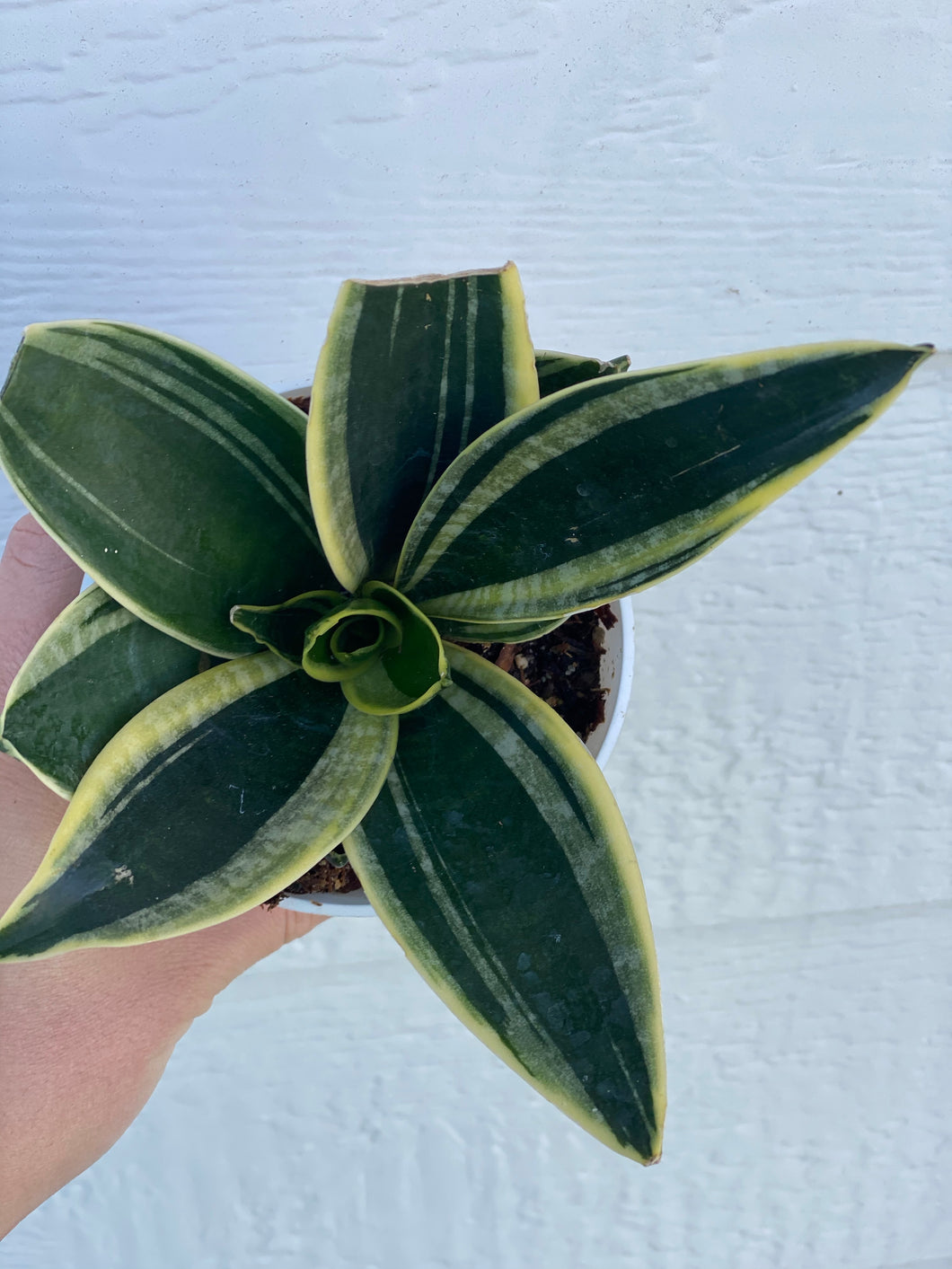 potting snake plant stars Sansevieria Hahnii Glimmering Star – In Succulent Love