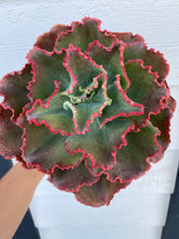 Echeveria Dick’s Pink