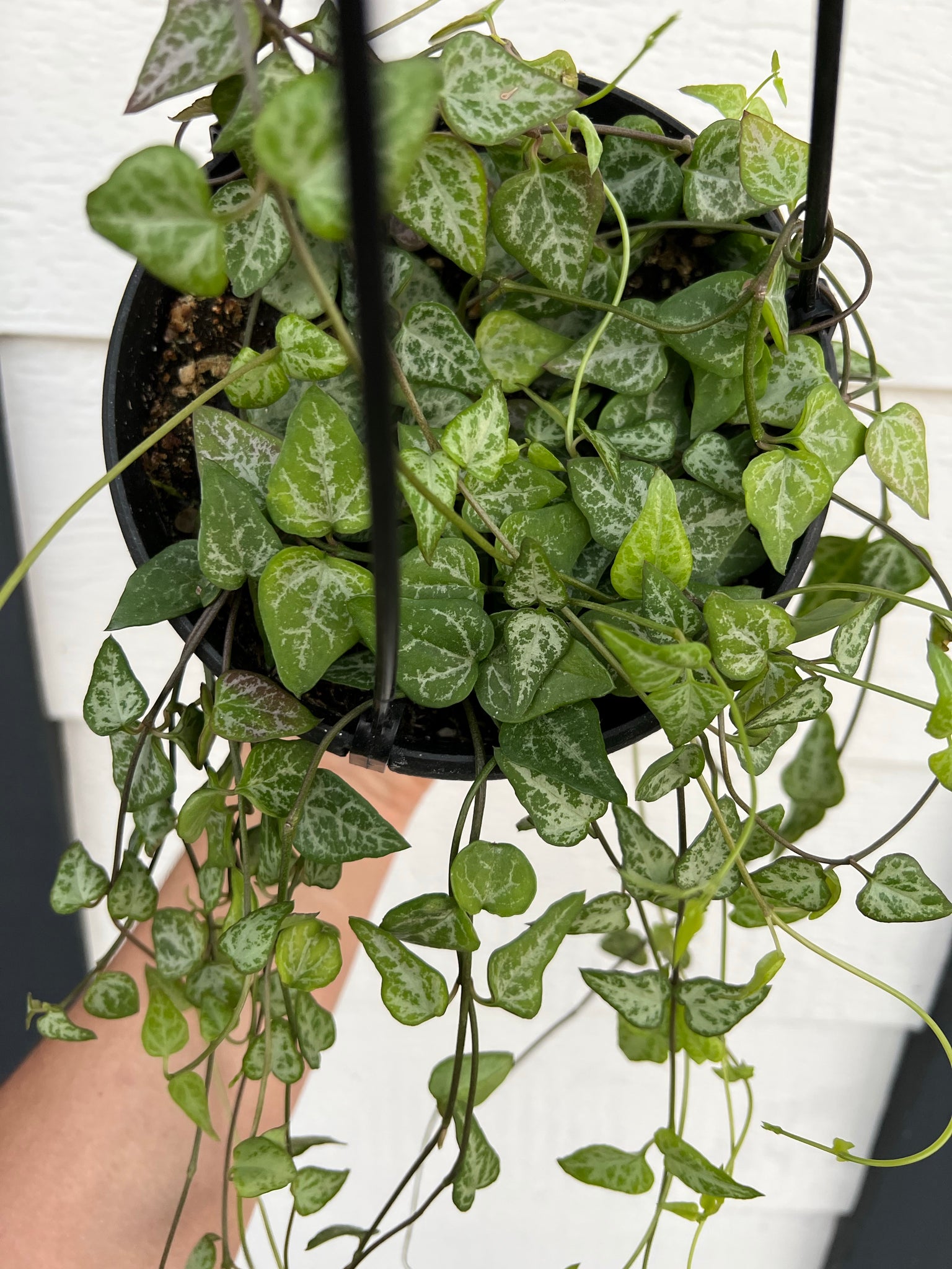 arrow succulent Ceropegia Woodii 'String of Arrows' – In Succulent Love