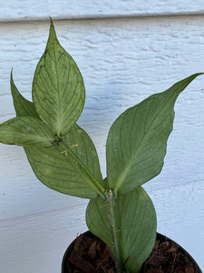 Hoya Polyneura (Hoya Fishtail)