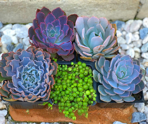 Arranging Set of 5 Succulents