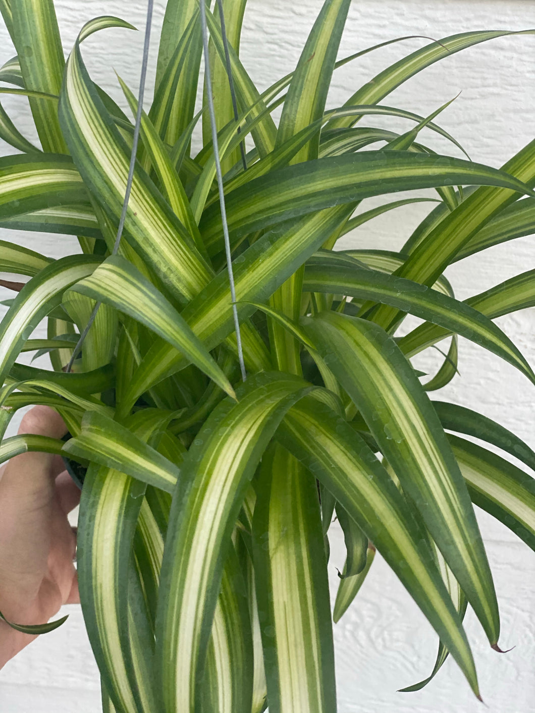 Chlorophytum Hawaiian Spider Plant ( Green Variegated )