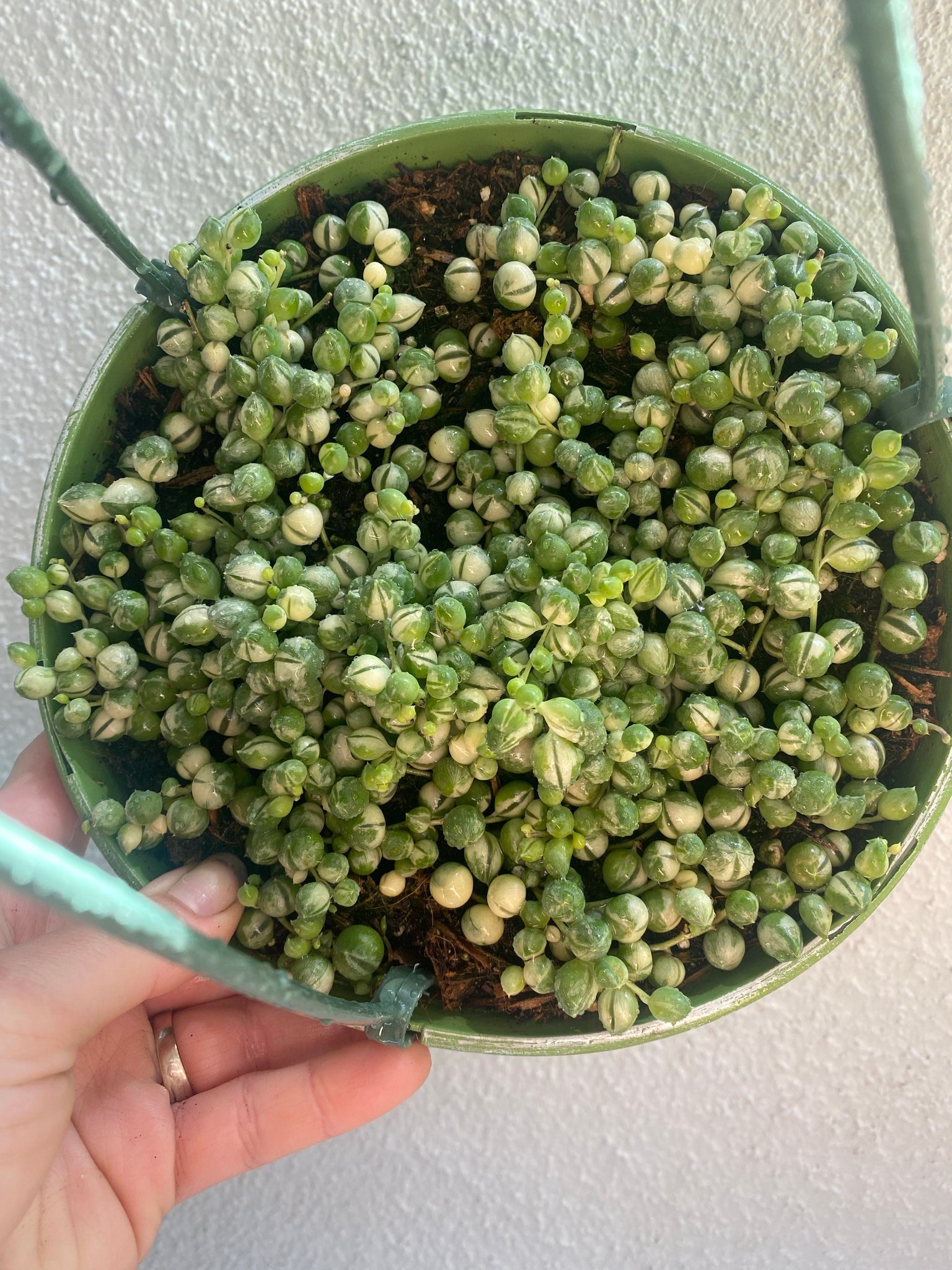 aglaonema variegated pearls Variegated Senecio String of Pearls – In Succulent Love