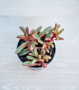 Peperomia Graveolens Ruby Glow