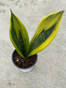 Sansevieria Trifasciata Gold Flame