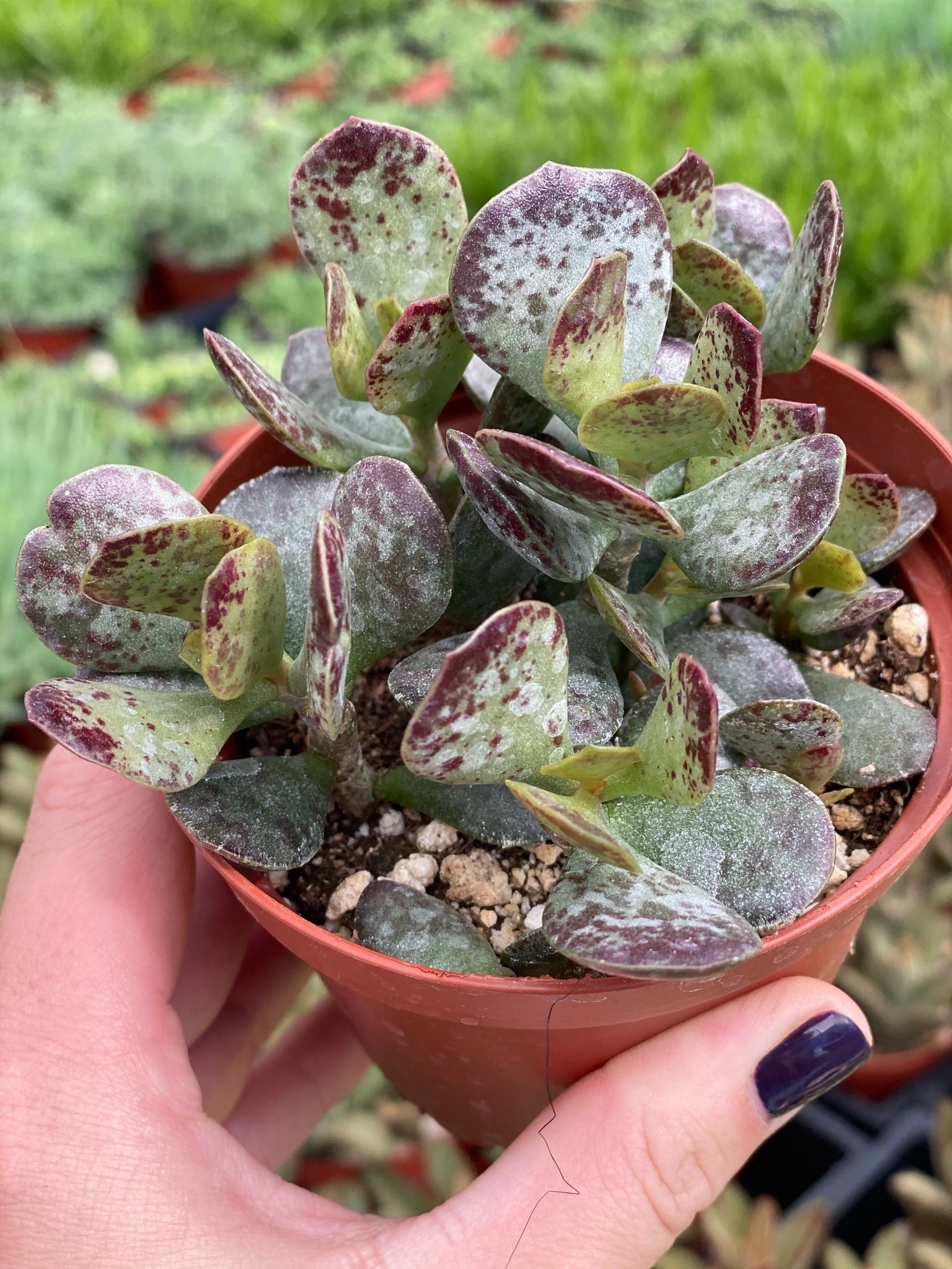 calico succulent Calico Hearts ( Adromischus Maculatus ) – In Succulent Love