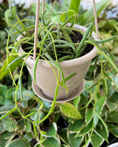 Hoya Linearis