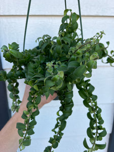 Curly Lipstick Plant