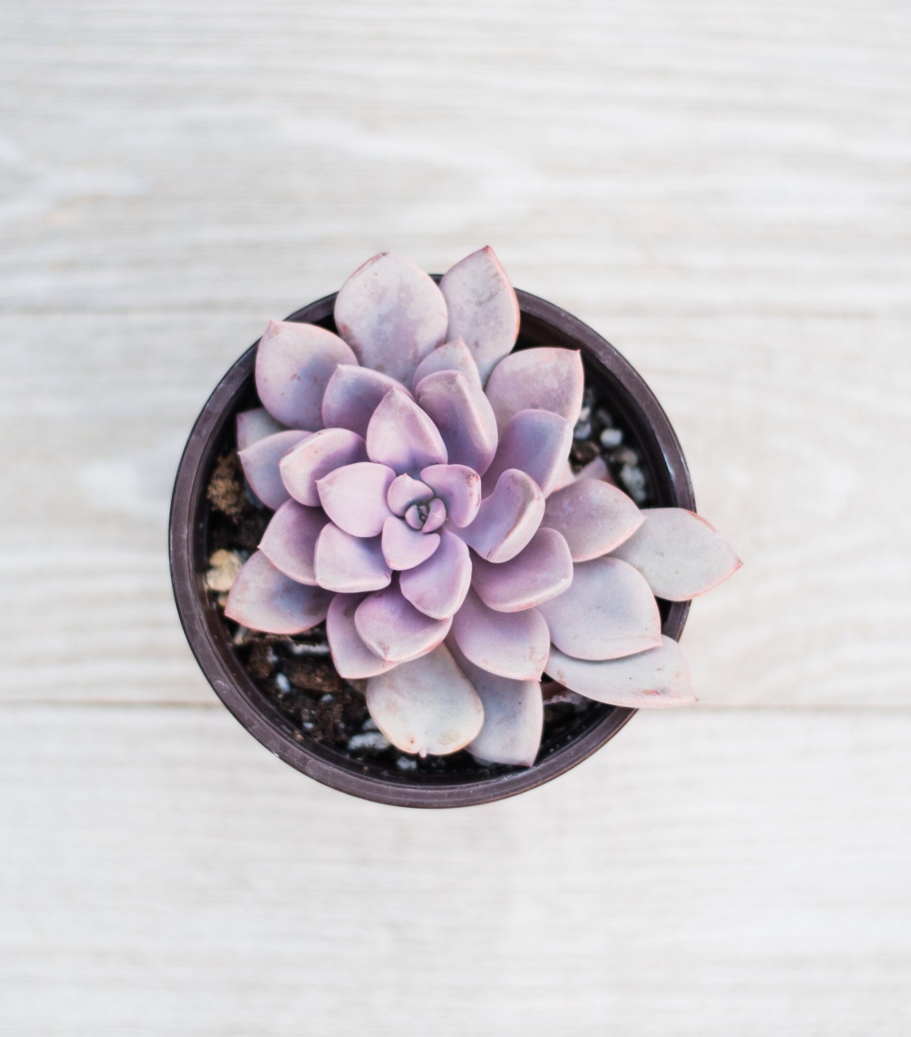graptoveria debbie succulent Graptoveria Debbie – In Succulent Love