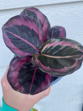 Calathea Roseopicta 'Little Princess’ / ‘Dottie’