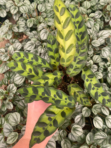 Calathea Rattlesnake