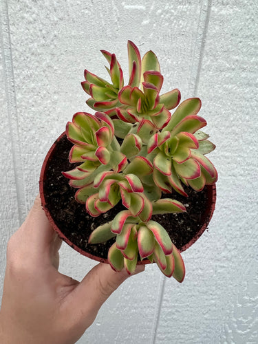 Crassula Daydream (ppaf)