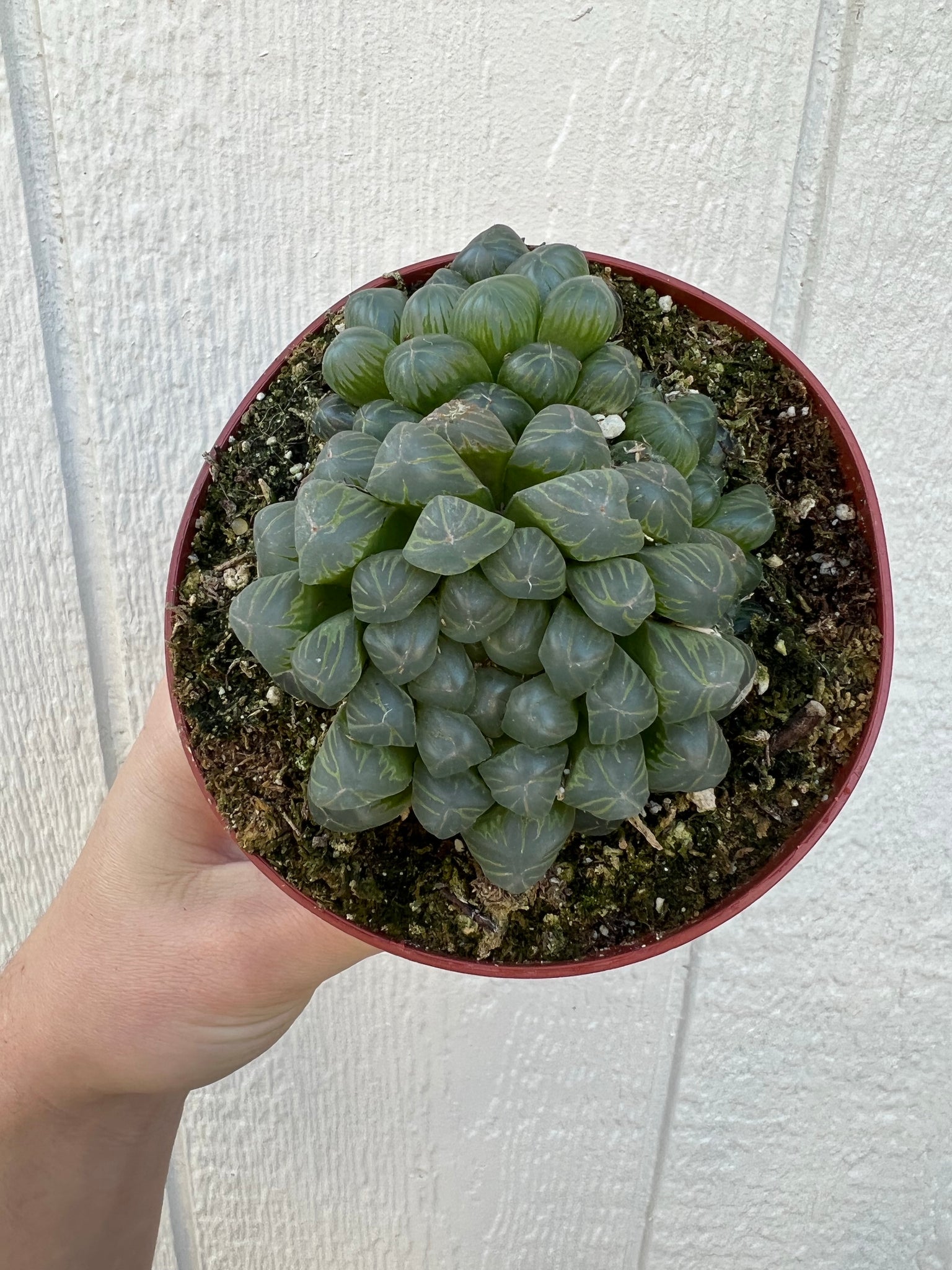 succulent haworthia cooperi Haworthia Cooperi – In Succulent Love