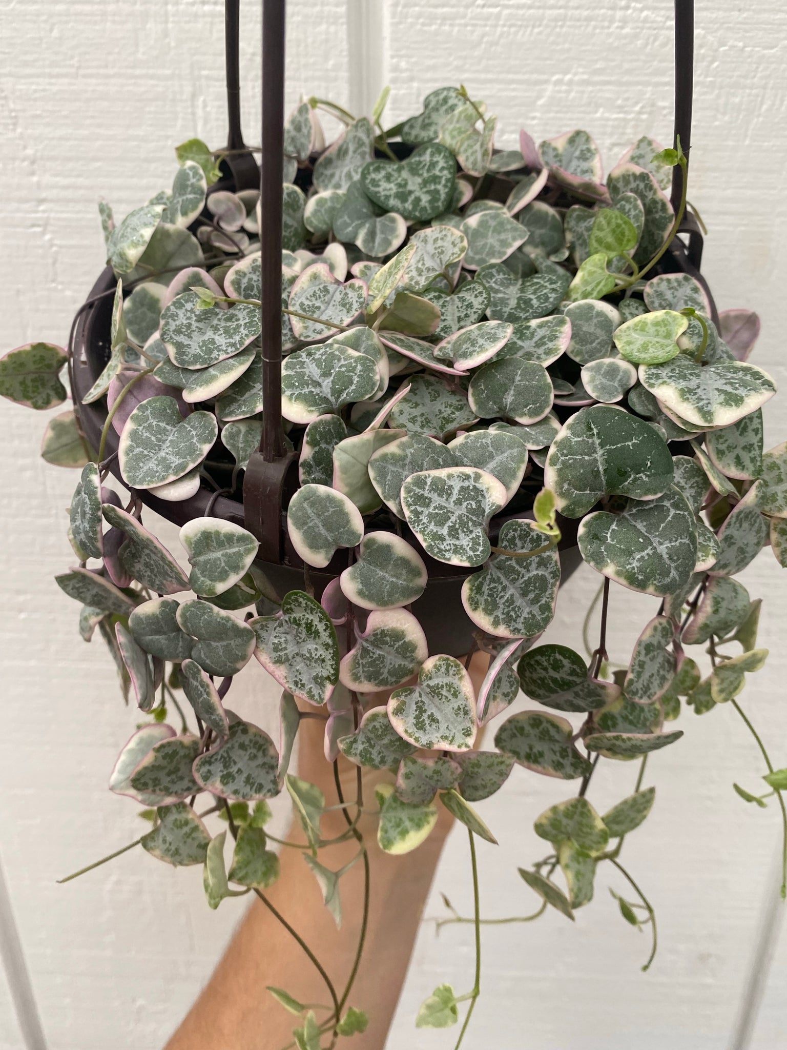 variegated string of hearts succulent Ceropegia Woodii Variegated String of Hearts – In Succulent Love