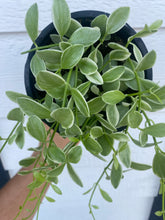 Dischidia Oiantha Variegated ( Silver Falls )