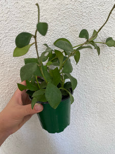 Hoya Nummularioides / Pubera